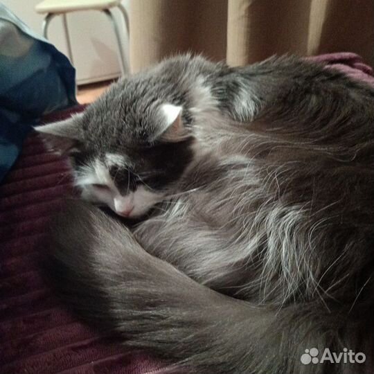 Сибирский кот