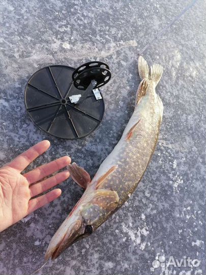 Живец на дом (карась)