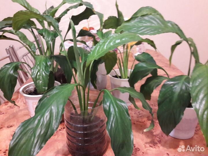 Спатифиллум цветущий - женское счастье