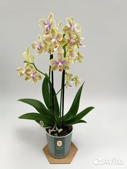 Орхидея Фаленопсис Лаки Стар