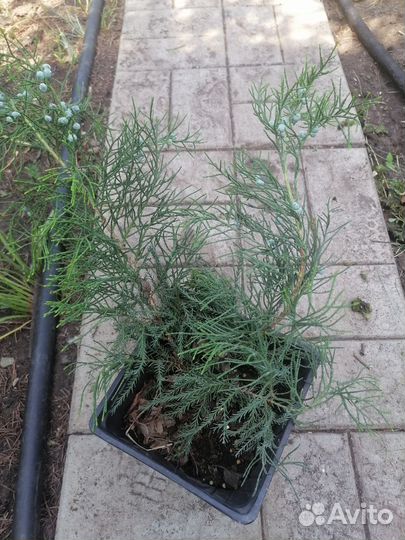 Можжевельник