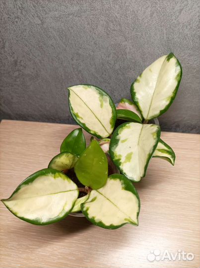 Хойи разные