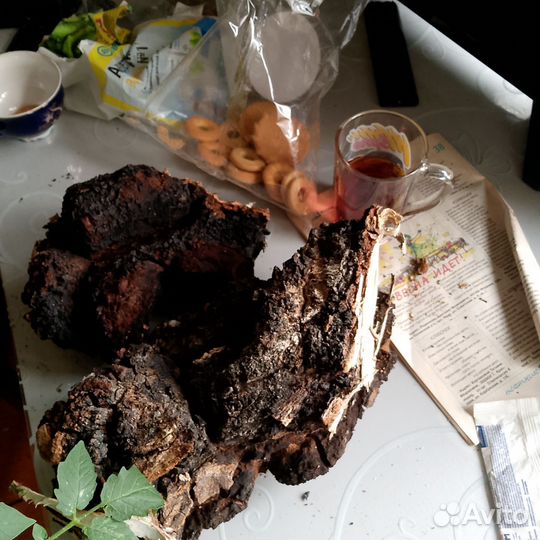 Березовый гриб чага