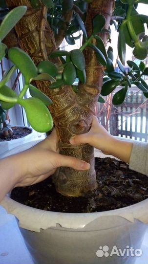 Толстянка большая