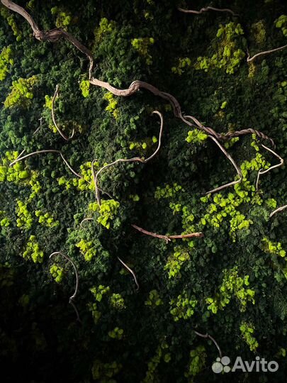 Стабилизированный мох/ картина из мха/ фитопанно