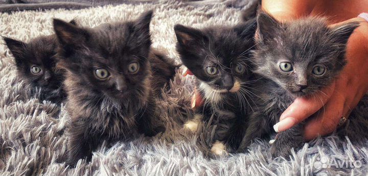Отдам котят в добрые руки