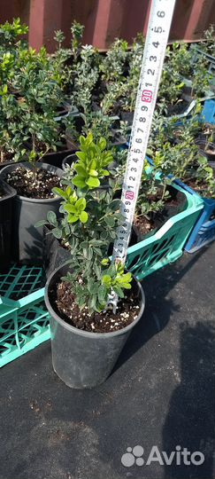Саженцы самшита