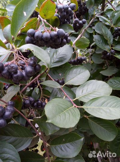 Черноплодная рябина