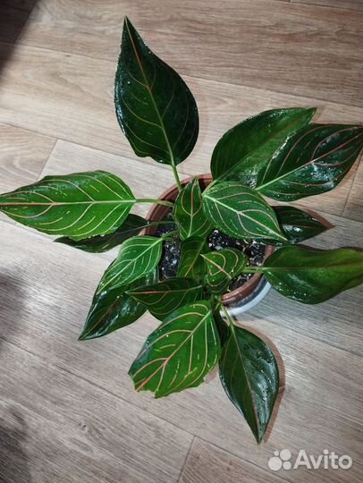 Аглаонема Ротундум