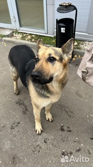 Найдена собака