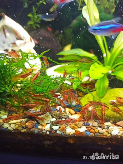 Яванский мох,креветки