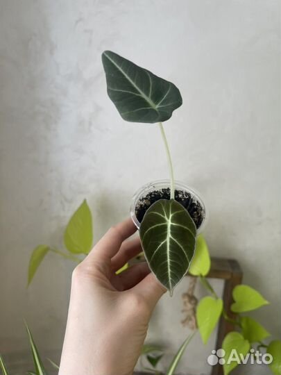 Алокпзия, аглаонема, диффенбахия