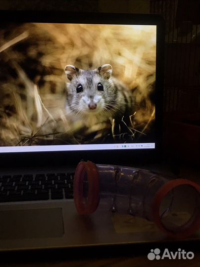 Тунель для хомяка