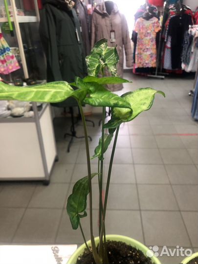 Спатифиллум