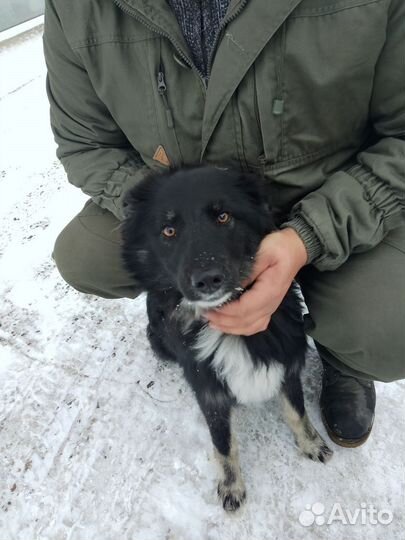 Собаки с отлова