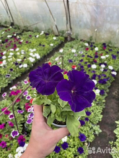 Цветы в горшках. Опт, розница. Петунья и т.д