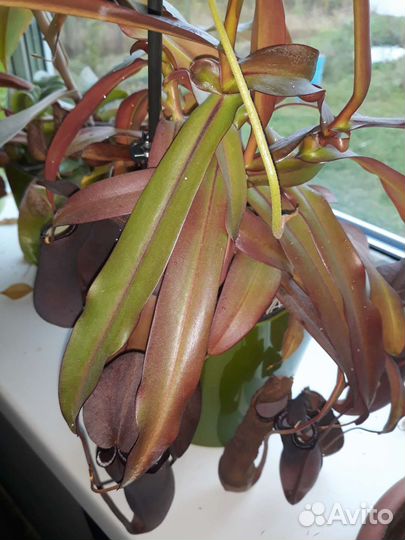 Непентес, хищное растение в горшке