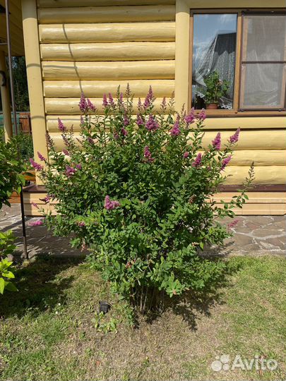 Спирея большой куст