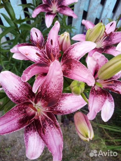 Лилии,Лапчатка травянистая