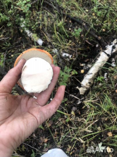 Грибы благородные