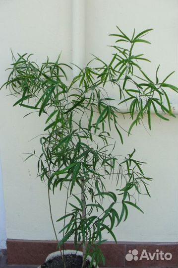 Аспарагус серповидный