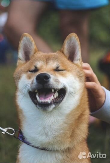 Случка Сиба Ину