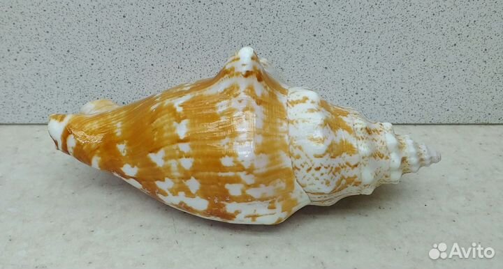 Стромбус Синуатус 10,7 морская ракушка раковина