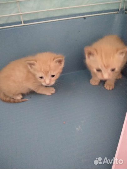 Отдам котят