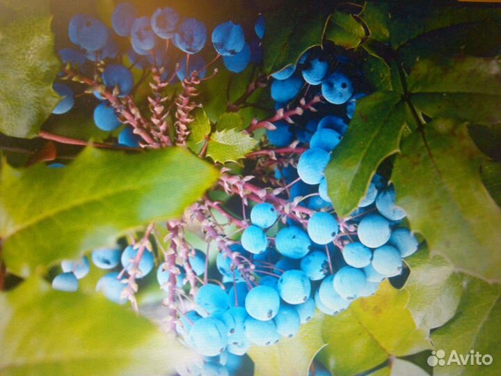 Магония падуболистная