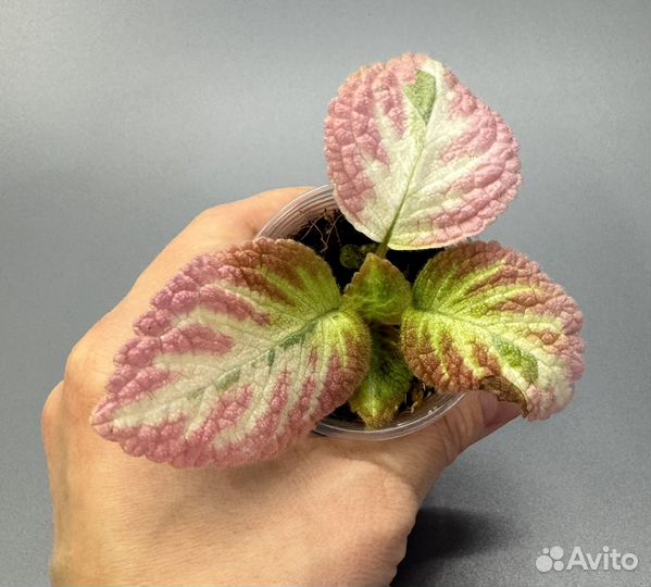 Эписция акварельная