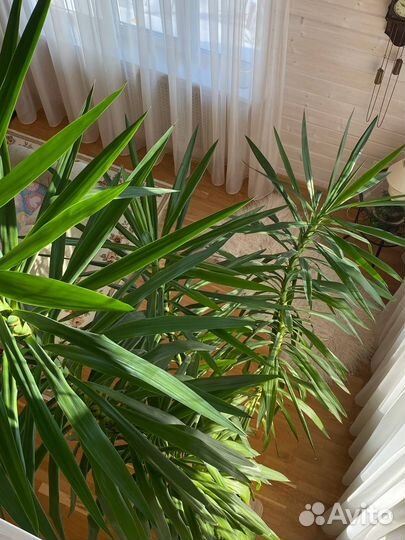 Пальма Юкка 3,7 м