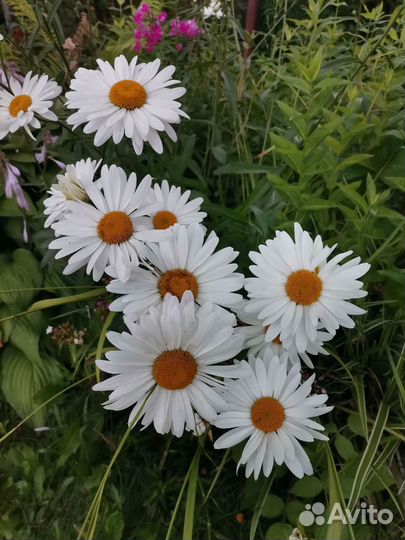 Ромашка, Астильба, Жемчужница