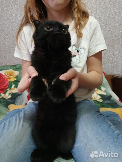 Кошка вислоухая