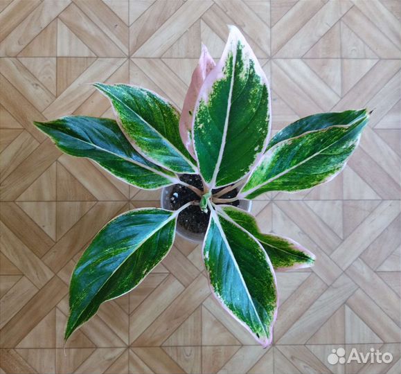 Аглаонема Pink Aurora / Пинк Аврора