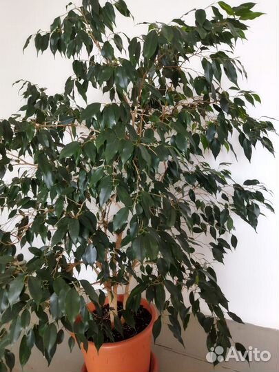 Фикус бенджамина