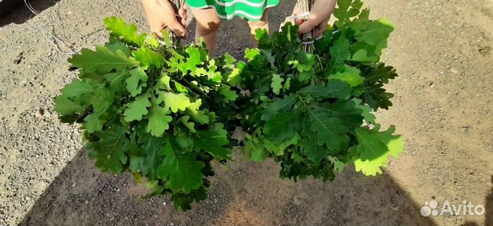 Веники для бани