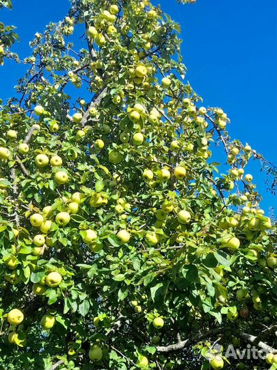 Яблоки домашние