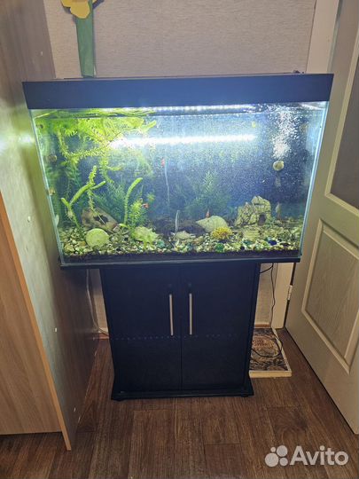 Аквариум с тумбой (со всем содержимым)