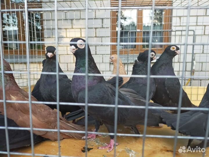 Голуби разных пород
