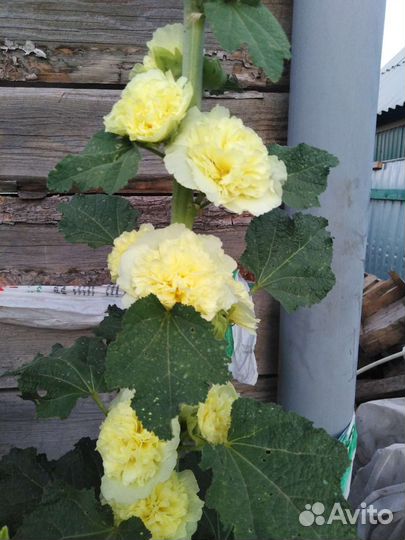 Мальва махровая, Шток роза