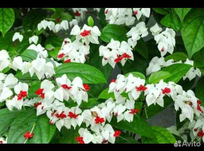 Клеродендрум – «дерево судьбы», приносящее удачу