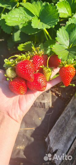 Ремонтатная клубника Елизавета II