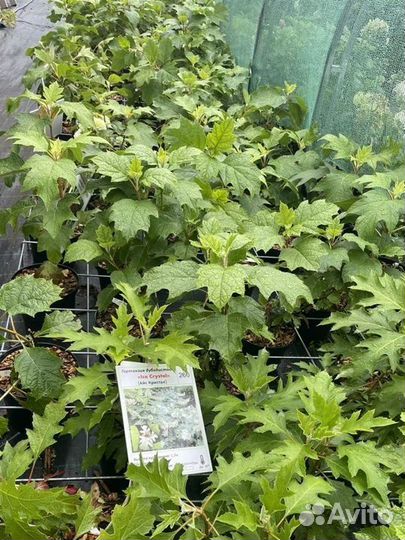 Гортензия дуболистная