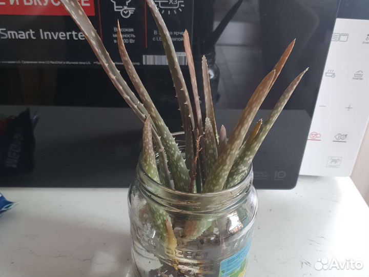 Денежное дерево, толстянка