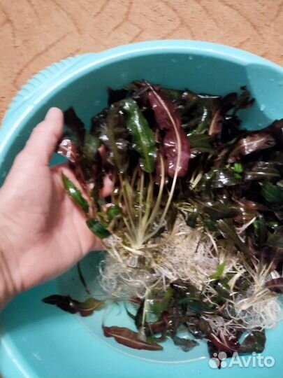 Растения для аквариума