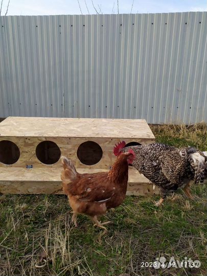 Гнезда для кур с яйцезборником