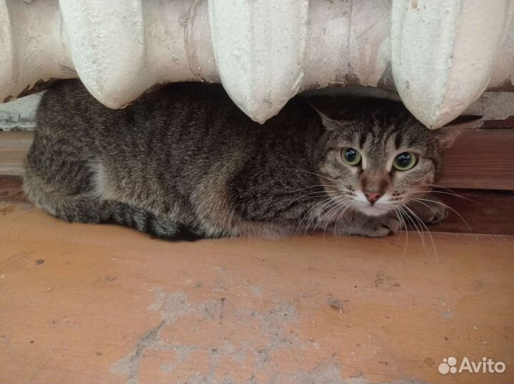 Кошка Мия ищет дом