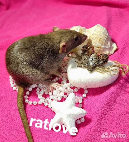 Крысята девочка бурмиз дамбо