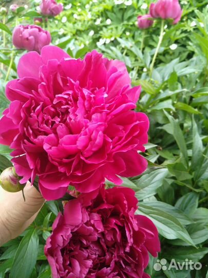 Пионы саженцы бордовый