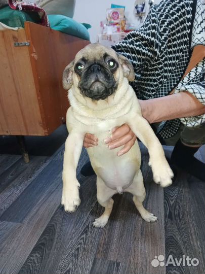 Щенки мопса